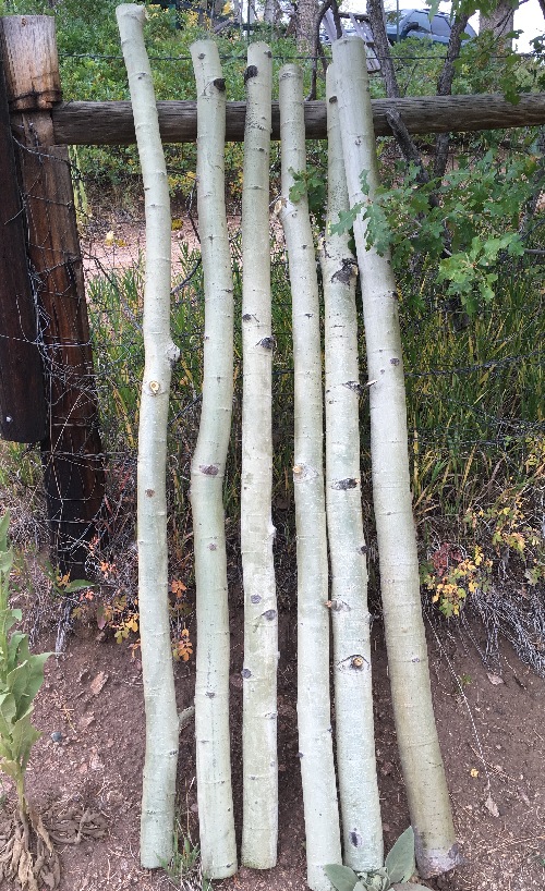 small diameter aspen poles after being cut